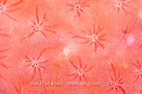 Red Sponge Detail, Cayman Islands