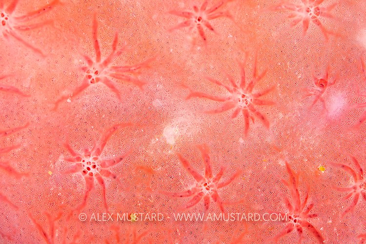 Red Sponge Detail, Cayman Islands