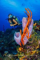 Colourful Sponge Formation And Diver, Cayman Islands