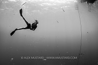 Safety Stop, Cayman Islands
