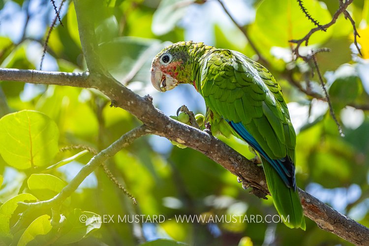 Cayman Parrot, Cayman Islands