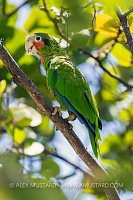 Cayman Parrot, Cayman Islands