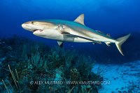 Caribbean Reef Shark, Cayman Islands