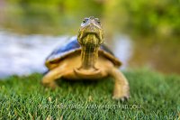 Freshwater Turtle, Cayman Islands
