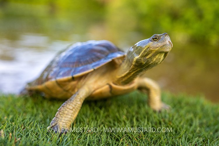 Freshwater Turtle, Cayman Islands