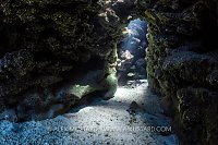 Snapper In Coral Cavern, Cayman Islands