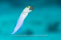 Male Jawfish Churns Eggs, Cayman Islands
