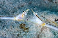 Pike Blenny Display, Cayman Islands