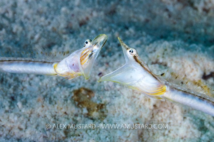 Pike Blenny Display, Cayman Islands