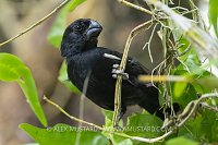 Grand Cayman Bullfinch, Cayman Islands