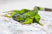 Green Iguana, Cayman Islands