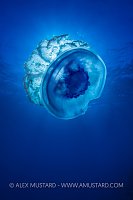 Jellyfish Glows In The Sun, Fiji.