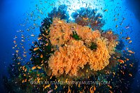 Coral Reef Explosion, Fiji