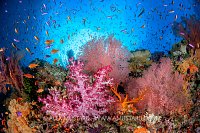 Soft Corals And Sea Fans, Fiji