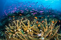 Anthias Over Hard Corals, Fiji