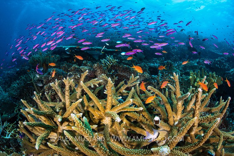 Anthias Over Hard Corals, Fiji