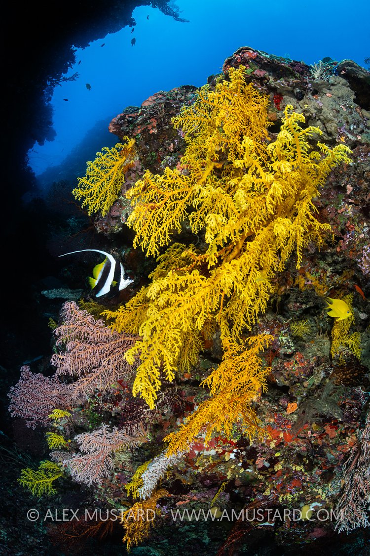Bannerfish And Yellow Corals, Fiji