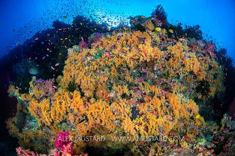 Yellow Soft Corals, Fiji