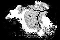 Seafans In Black And White, Fiji