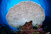 Bleached Table Coral, Fiji