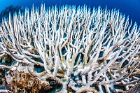 Ghostly Bleached Coral, Fiji