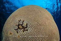 Boulder Coral, Fiji
