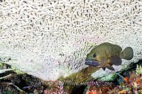 Grouper Beneath Coral, Fiji