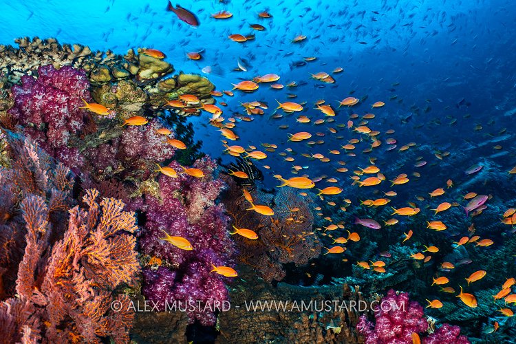 Anthias And Soft Corals, Fiji