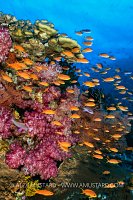 Anthias And Soft Corals, Fiji