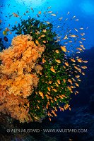 Orange, Green, Blue, Fiji