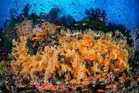 Packed With Colour, Fiji
