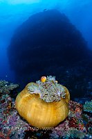 Anemone Infront Of Pinnacle, Fiji