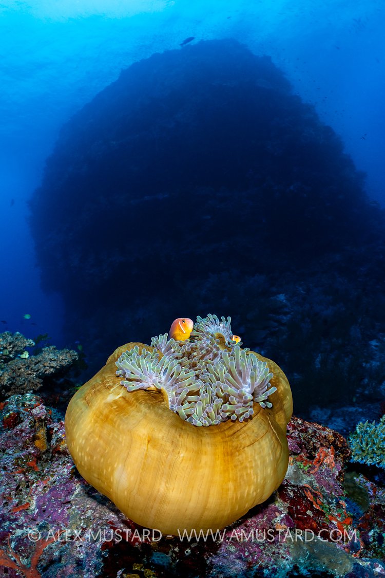 Anemone Infront Of Pinnacle, Fiji