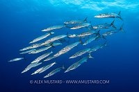 Blacktail Barracuda, Fiji