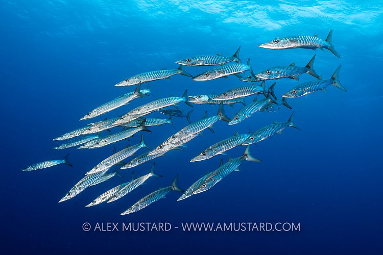 Blacktail Barracuda, Fiji