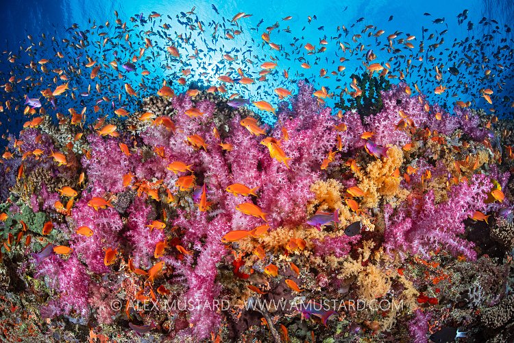 Pink, Yellow And Orange, Fiji