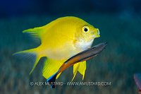 Golden Damsel Being Cleaned, Fiji