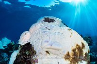 Bleached Coral Beneath The Sun, Fiji
