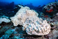 Bleached Leather Coral, Fiji