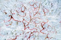 Red Brittlestars On Bleached Coral, Fiji