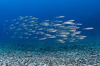 Yellowtail Barracuda School, Fiji
