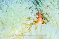Clownfish In Bleached Anemone, Fiji