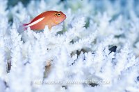 Arc-Eye Hawkfish, Fiji