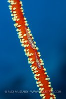Whip Gobies, Fiji