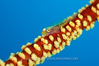 Whip Goby, Fiji