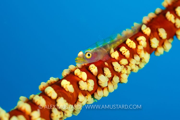 Whip Goby, Fiji