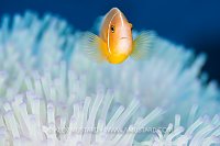 A pink anemonefish (Amphiprion perideraion) swims above a bleached sea anemone (Heteractis magnifica) on a coral reef. Photo taken in during early 2026 coral bleaching event in Fiji, that was widespread but without high levels of mortality. Gau Island, Viti Levu, Fiji, Polynesia. Nigali Passage, Tropical South Pacific Ocean.