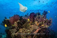 Reef Manta Over Reef, Fiji