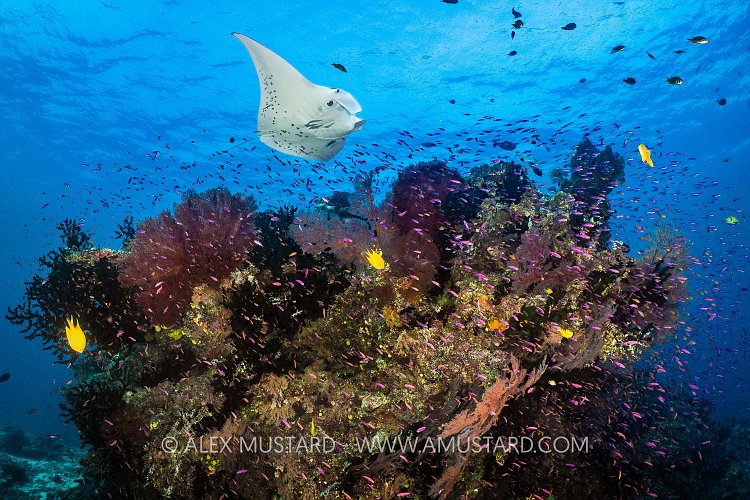 Reef Manta Over Reef, Fiji