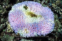 Bleached Coral, Fiji